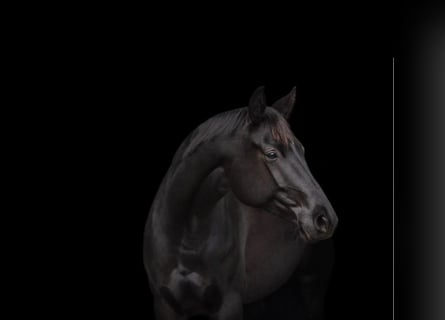 Trakehner, Mare, 6 years, 16.2 hh, Black