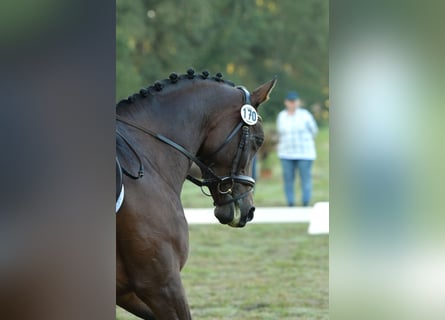 Trakehner, Mare, 6 years, 16 hh, Bay-Dark