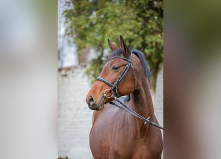 Trakehner, Mare, 7 years, 16,1 hh, Brown