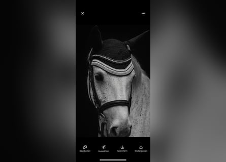 Trakehner, Mare, 7 years, 16,2 hh, Grey