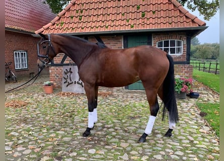 Trakehner, Mare, 7 years, Brown