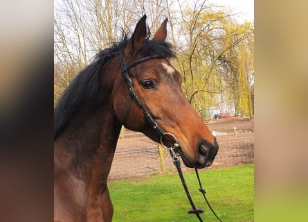 Trakehner, Mare, 8 years, 16.2 hh, Brown
