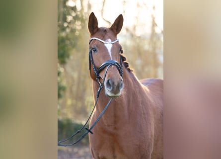 Trakehner, Mare, 8 years, 16.2 hh, Chestnut-Red
