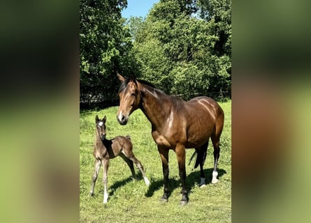 Trakehner, Mare, 9 years, 16,1 hh, Brown