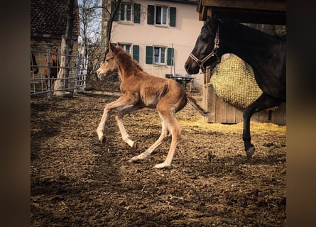 Trakehner, Mare, , 15,1 hh, Chestnut-Red