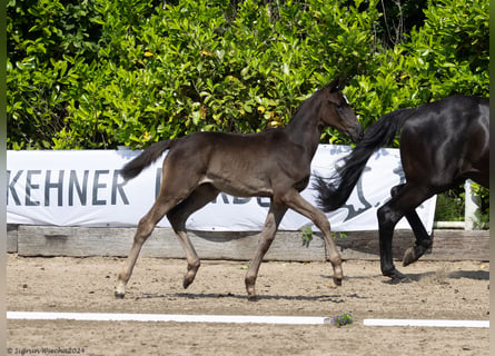 Trakehner, Mare, Foal (03/2024), 16.1 hh, Black