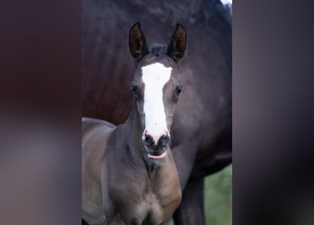 Trakehner, Mare, Foal (05/2024), 16,1 hh, Black