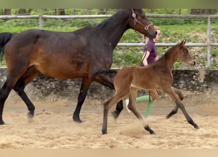 Trakehner, Mare, Foal (04/2024), 16.1 hh, Brown