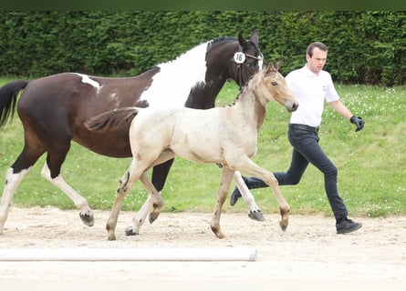 Trakehner, Mare, Foal (04/2024), 16.1 hh, Buckskin