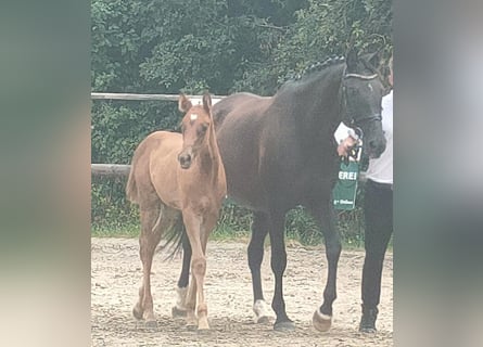 Trakehner, Mare, Foal (05/2024), 16,1 hh, Chestnut