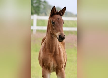 Trakehner, Stute, Fohlen (04/2024), 16,2 hh, Brauner