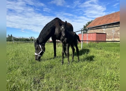 Trakehner, Mare, Foal (06/2024), 16 hh, Black