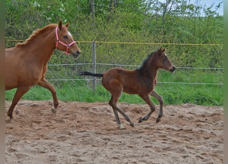 Trakehner, Mare, Foal (04/2024), 16 hh, Brown