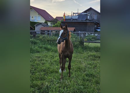 Trakehner, Mare, Foal (03/2024), 16 hh, Chestnut