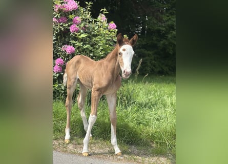 Trakehner, Mare, , 16 hh, Chestnut-Red