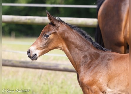 Trakehner, Mare, Foal (06/2025), 16,1 hh, Brown