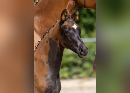Trakehner, Mare, Foal (03/2025), 16,2 hh, Chestnut