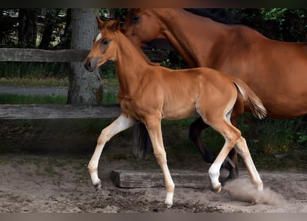 Trakehner, Mare, , 16,2 hh, Chestnut-Red