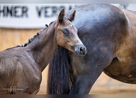 Trakehner, Stute, Fohlen (06/2024), Rappe