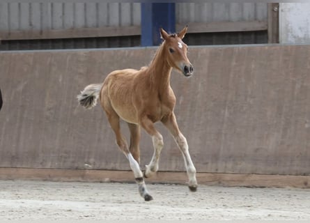 Trakehner, Mare, , Brown