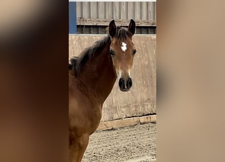Trakehner, Mare, Foal (03/2025), Brown