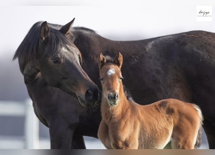 Trakehner, Mare, Foal (03/2026), Brown