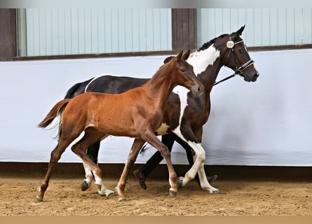 Trakehner, Mare, Foal (03/2025), Chestnut-Red