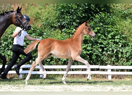 Trakehner, Mare, Foal (03/2026), Chestnut-Red