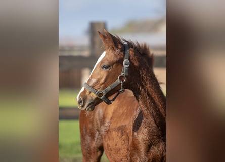 Trakehner, Mare, Foal (06/2023), Chestnut-Red