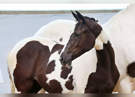 Trakehner, Mare, Foal (02/2025), Pinto