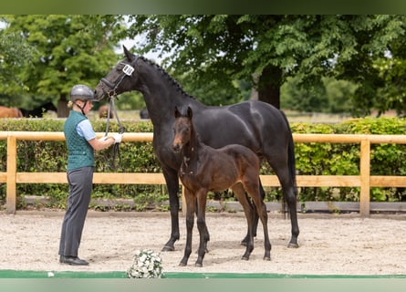 Trakehner, Mare, Foal (04/2026), Smoky-Black