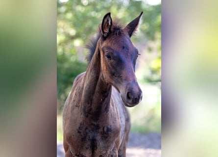 Trakehner, Mare, Foal (05/2025), Smoky-Black