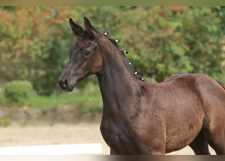 Trakehner, Mare, Foal (06/2023), Smoky-Black