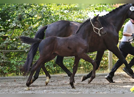 Trakehner, Mare, Foal (06/2025), Smoky-Black