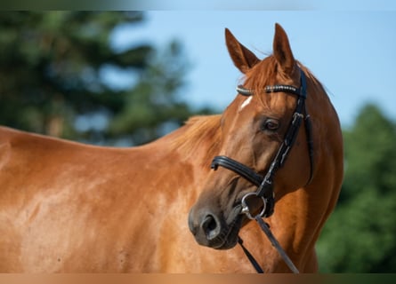 Trakehner, Merrie, 10 Jaar, 163 cm, Vos