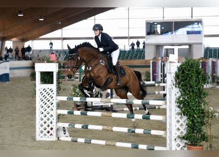 Trakehner, Merrie, 10 Jaar, 164 cm, Bruin