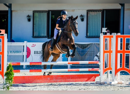 Trakehner, Merrie, 10 Jaar, 168 cm, Donkerbruin