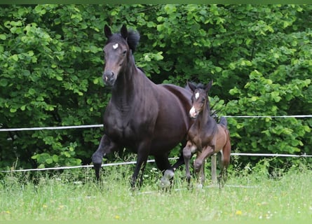Trakehner, Merrie, 10 Jaar, 172 cm, Zwartbruin
