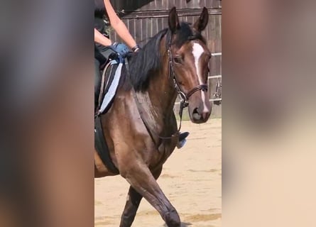 Trakehner, Merrie, 11 Jaar, 163 cm, Donkerbruin