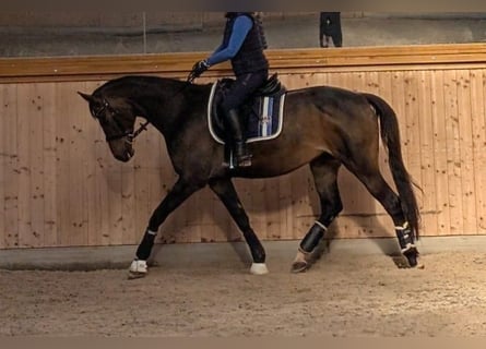 Trakehner, Merrie, 13 Jaar, 163 cm, Donkerbruin
