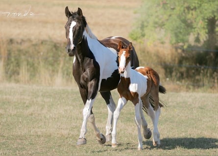 Trakehner, Merrie, 13 Jaar, 165 cm, Gevlekt-paard