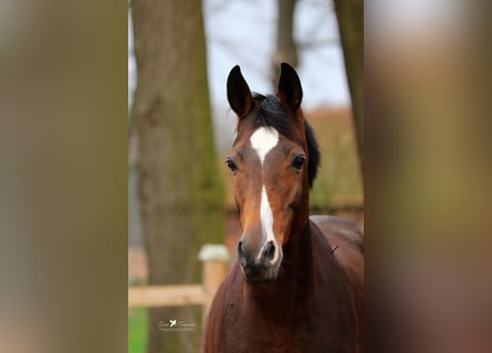 Trakehner, Merrie, 13 Jaar, 168 cm, Donkerbruin