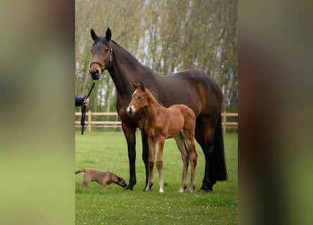 Trakehner, Merrie, 13 Jaar, 172 cm, Donkerbruin