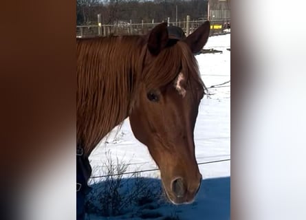 Trakehner Mix, Merrie, 14 Jaar, 158 cm, Donkere-vos