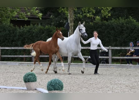 Trakehner, Merrie, 14 Jaar, 164 cm, Schimmel