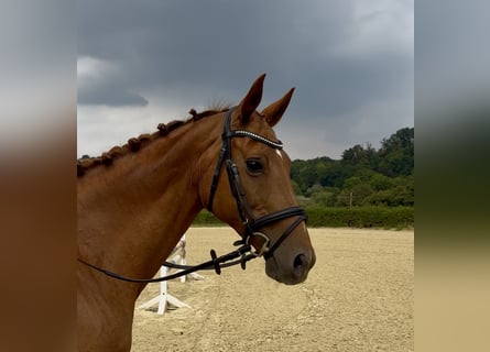 Trakehner, Merrie, 14 Jaar, 164 cm, Vos