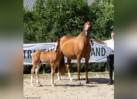 Trakehner, Merrie, 14 Jaar, 164 cm, Vos