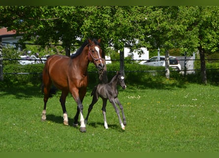 Trakehner, Merrie, 14 Jaar, 167 cm, Bruin