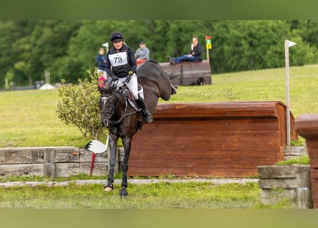 Trakehner, Merrie, 14 Jaar, 167 cm, Zwart