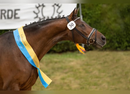 Trakehner, Merrie, 15 Jaar, 168 cm, Bruin